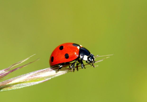 lienka sedembodkovaná Coccinella septempunctata