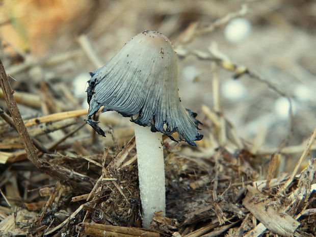 hnojník Coprinellus sp.