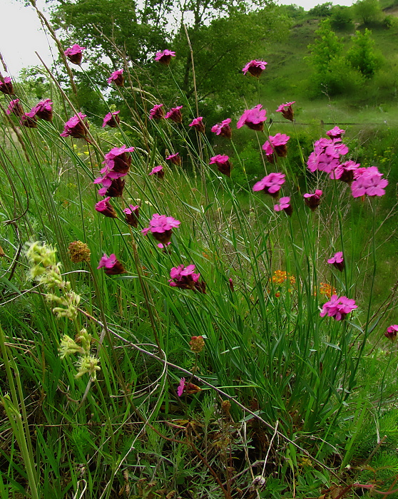 klinček kartuziánsky Dianthus carthusianorum L.