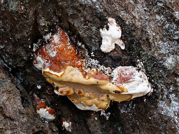 práchnovček pásikavý Fomitopsis pinicola (Sw.) P. Karst.