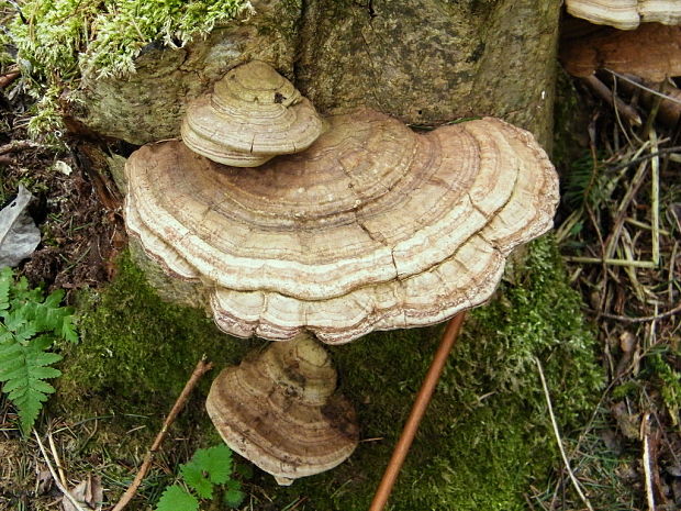 lesklokôrovka plochá Ganoderma applanatum (Pers.) Pat.