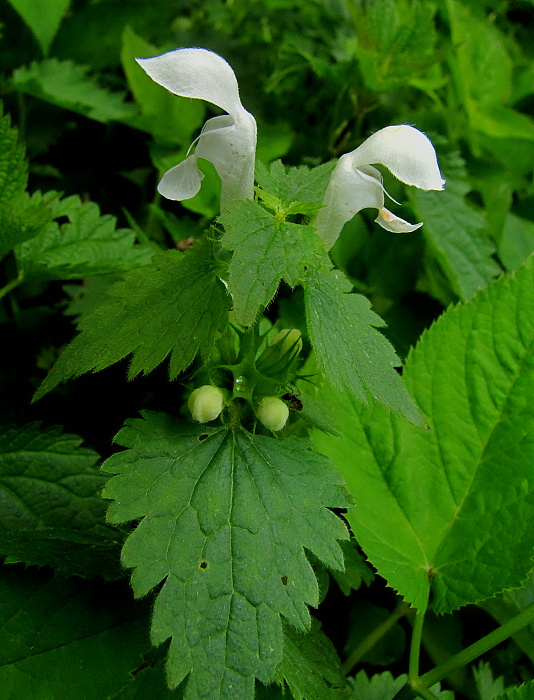 hluchavka biela Lamium album L.