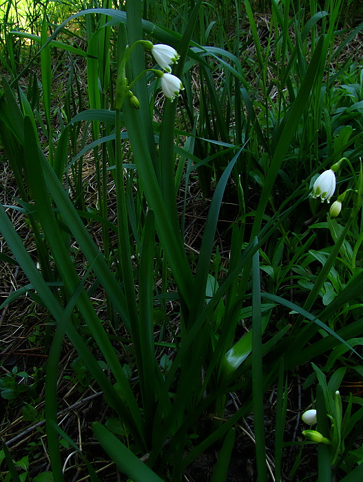 bleduľa letná Leucojum aestivum L.