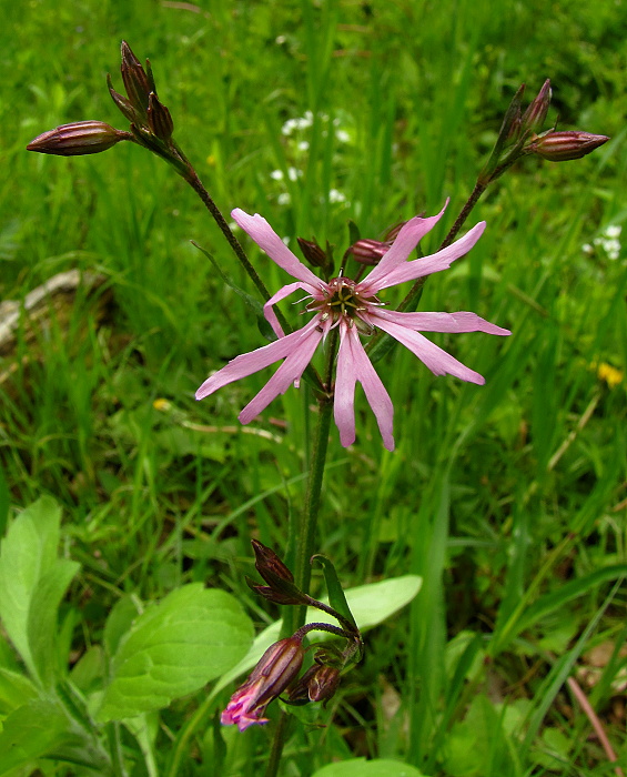 kukučka lúčna Lychnis flos-cuculi L.