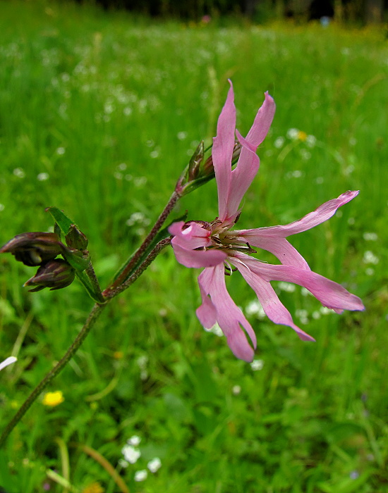 kukučka lúčna Lychnis flos-cuculi L.