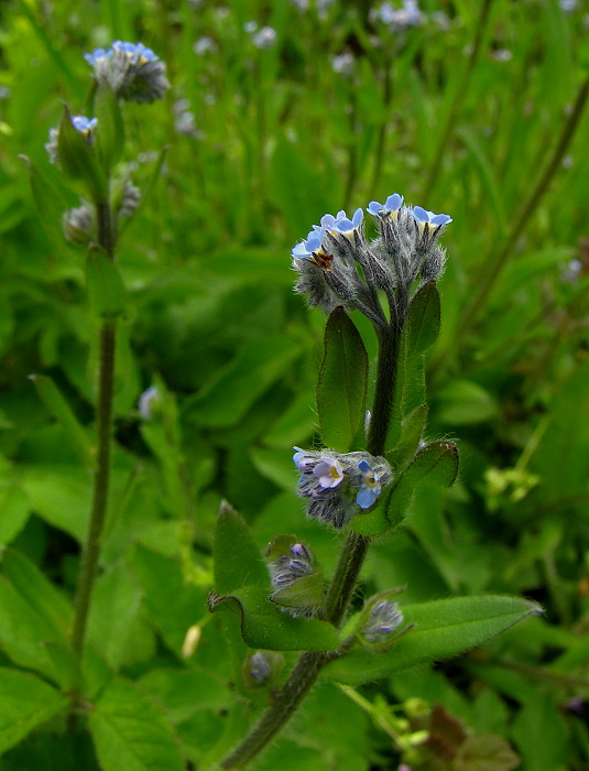 nezábudka lesná Myosotis sylvatica Ehrh. ex Hoffm.