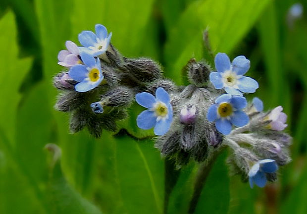 nezábudka lesná Myosotis sylvatica Ehrh. ex Hoffm.