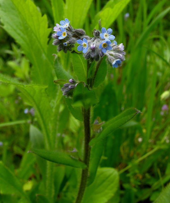 nezábudka lesná Myosotis sylvatica Ehrh. ex Hoffm.