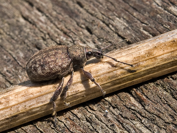 nosánik ligurčekový Otiorhynchus ligustici