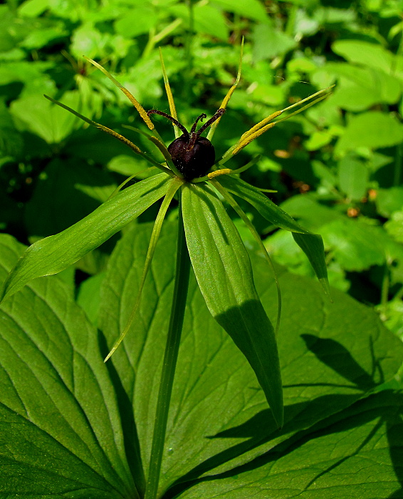 vranovec štvorlistý Paris quadrifolia L.