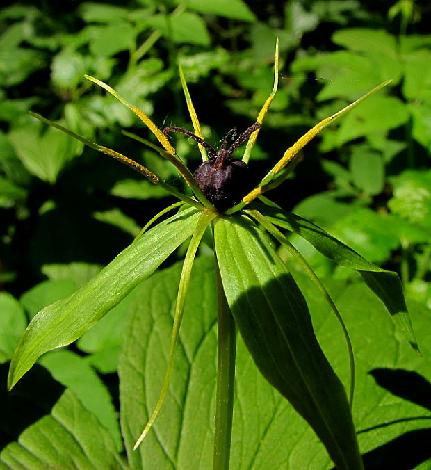 vranovec štvorlistý Paris quadrifolia L.