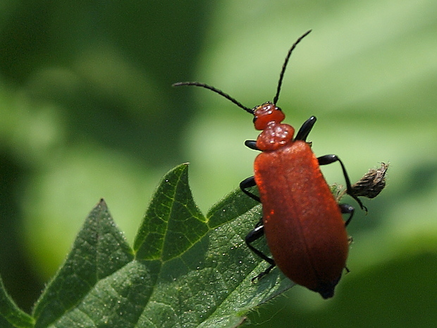 červenáčik  Pyrochroa serraticornis