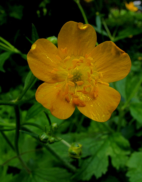 iskerník Ranunculus sp.