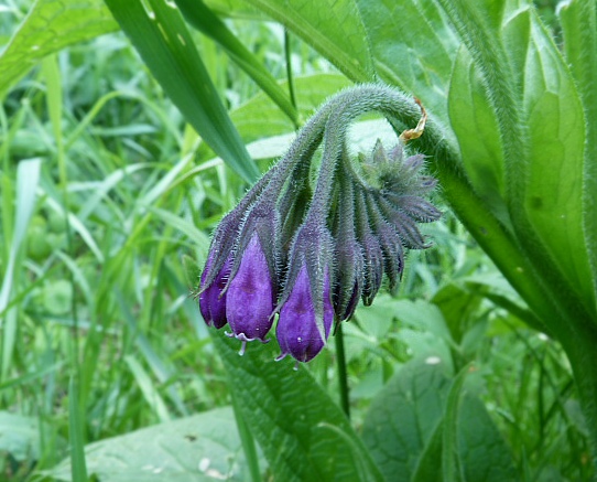 kostihoj lekársky Symphytum officinale L.