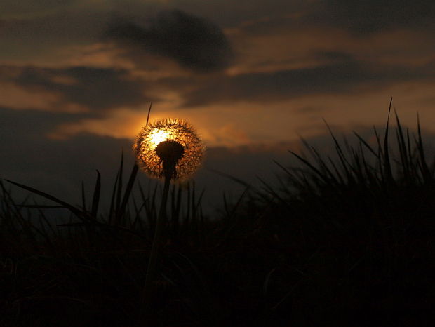 púpava lekárska Taraxacum officinale auct. non Weber