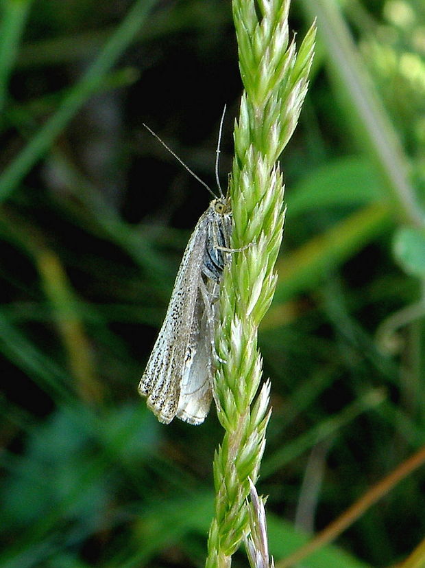 trávovec jarný  Thisanotia chrysonuchella