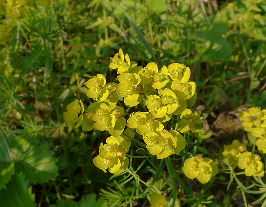 mliečnik chvojkový Tithymalus cyparissias (L.) Scop.