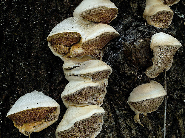 trúdnikovec voňavý Trametes suaveolens (L.) Fr.