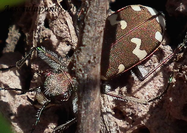 svižník lesný   (Cicindela sylvicola)