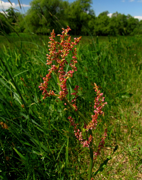 štiav ? Acetosa sp. (All.) Schur