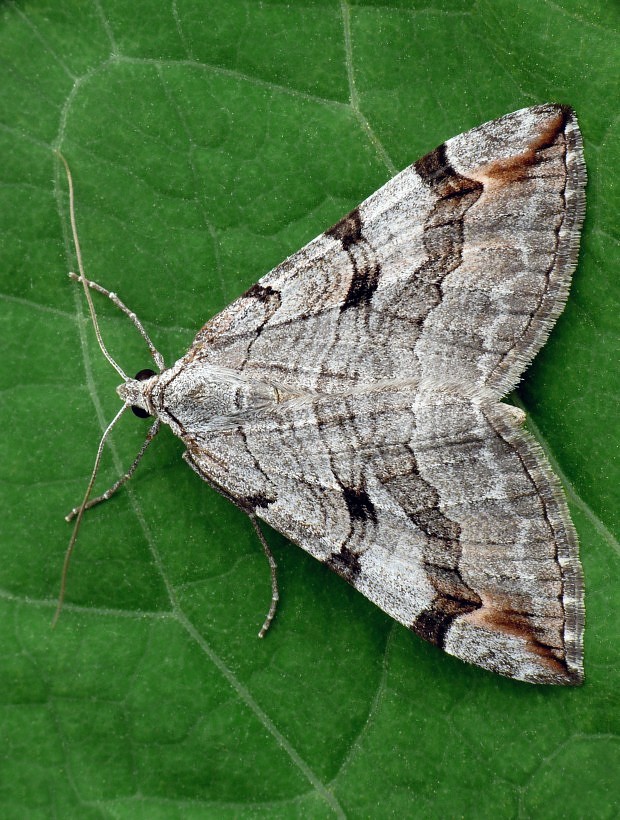 piadivka úhorová Aplocera plagiata Linnaeus, 1758