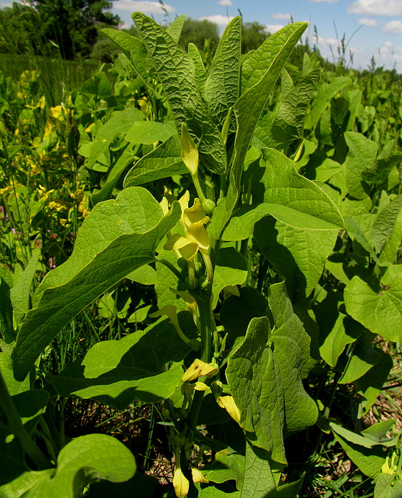 vlkovec obyčajný Aristolochia clematitis L.