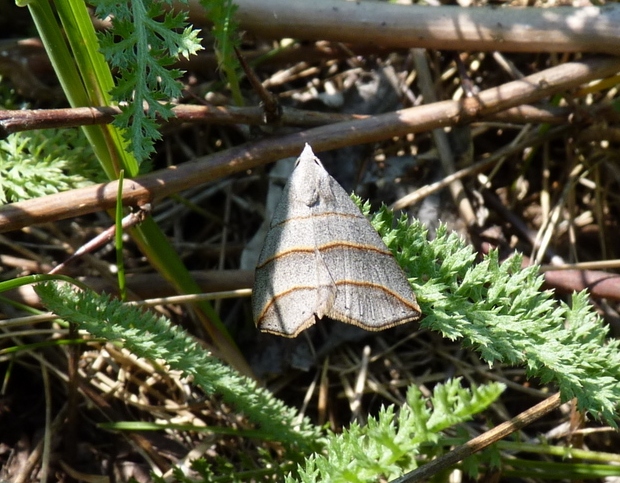 pamora vŕbova Colobochyla salicalis