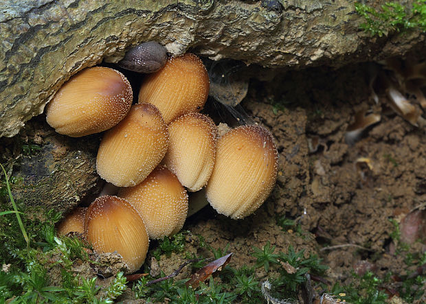 hnojník ligotavý Coprinellus micaceus (Bull.) Vilgalys, Hopple & Jacq. Johnson