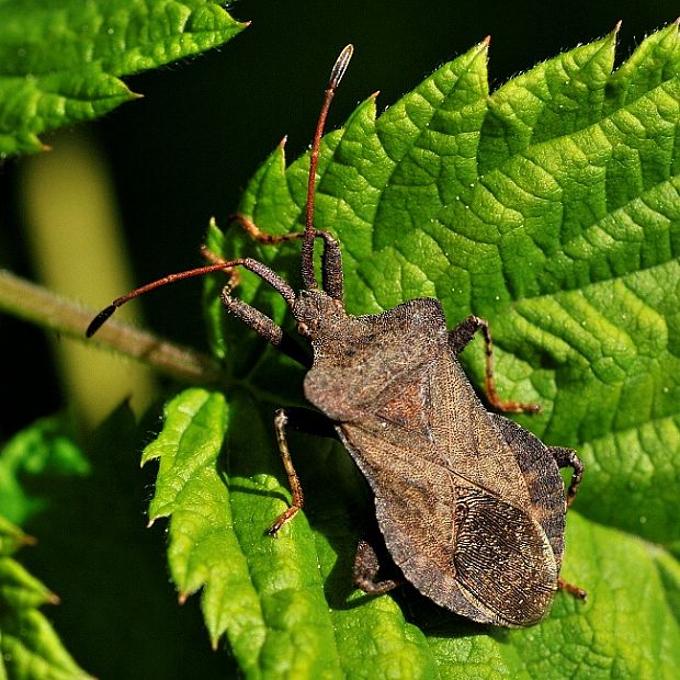 Obrubnica štiavová   -  Vrubenka smrdutá Coreus marginatus