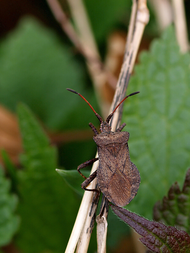 obrúbnica štiavová Coreus marginatus