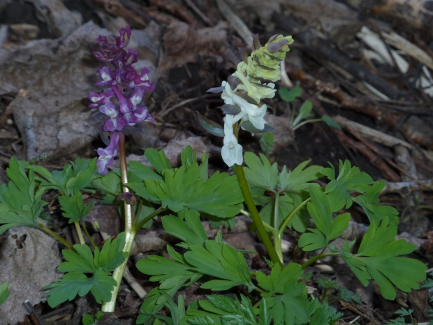 chochlačka Corydalis sp.