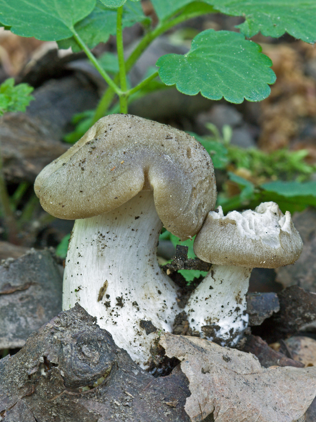 hodvábnica jarná Entoloma clypeatum (L.) P. Kumm.