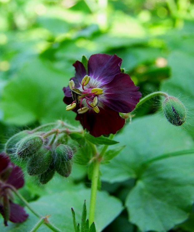 pakost hnedočervený Geranium phaeum L.