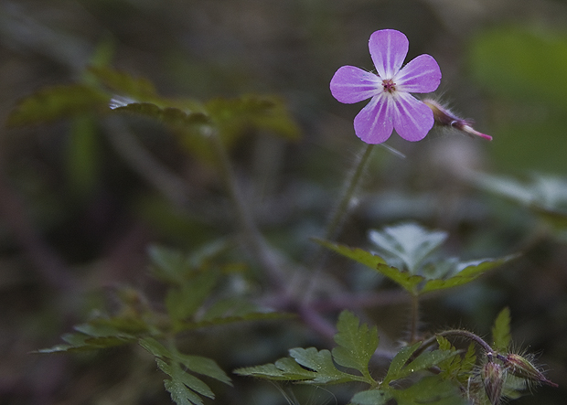 pakost Geranium sp.