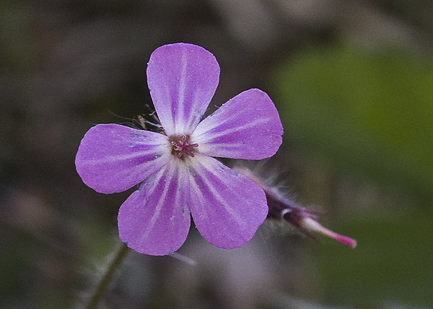 pakost Geranium sp.