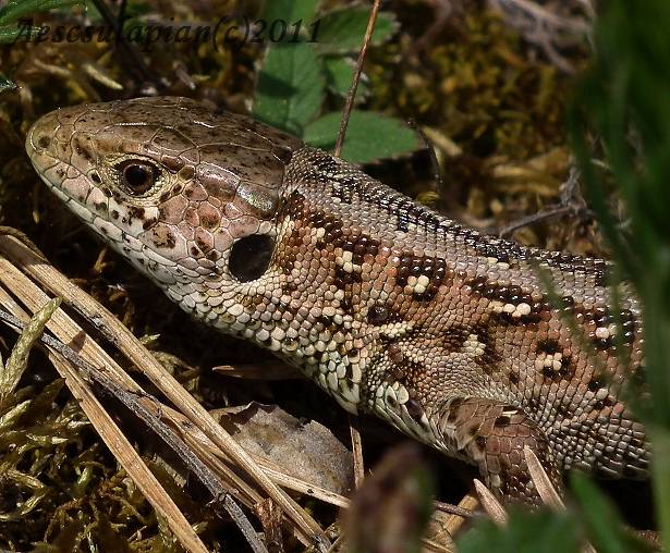 jašterica krátkohlavá Lacerta agilis