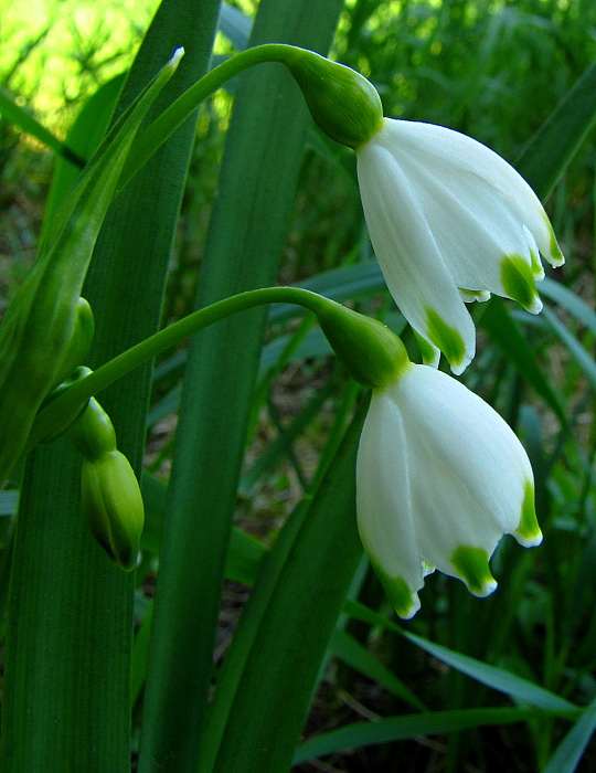 bleduľa letná Leucojum aestivum L.