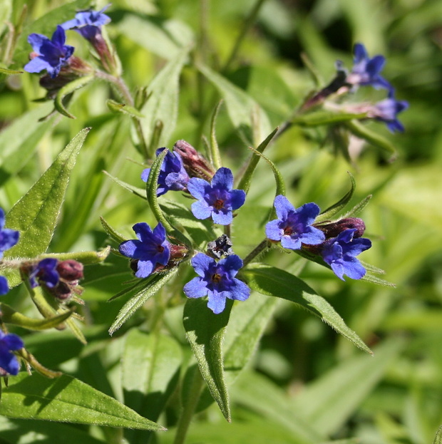 kamienka modropurpurová Lithospermum purpurocaeruleum L.