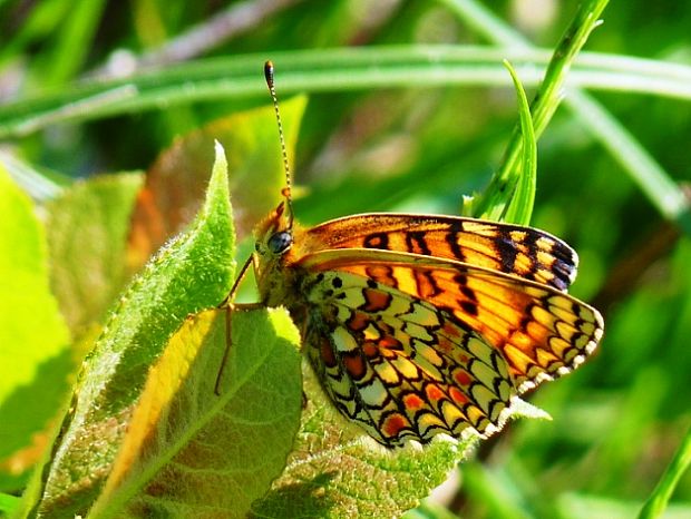 hnedáčik nevädzový Melitaea phoebe