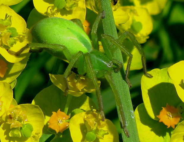 osemočko smaragdové Micrommata virescens