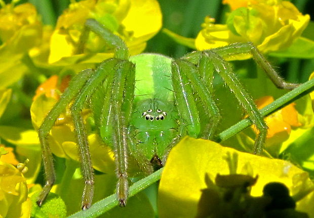 osemočko smaragdové Micrommata virescens