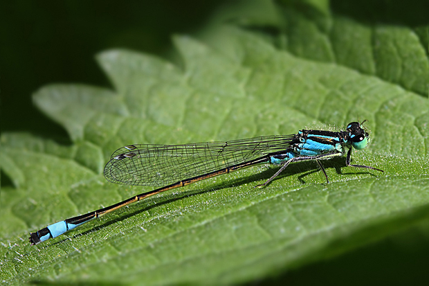 šidielko ploskonohé  Platycnemis pennipes