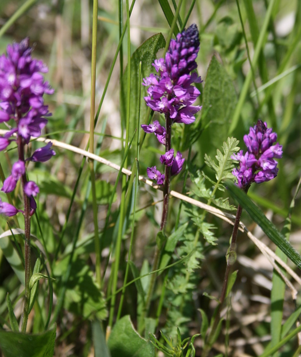 horčinka väčšia Polygala major Jacq.