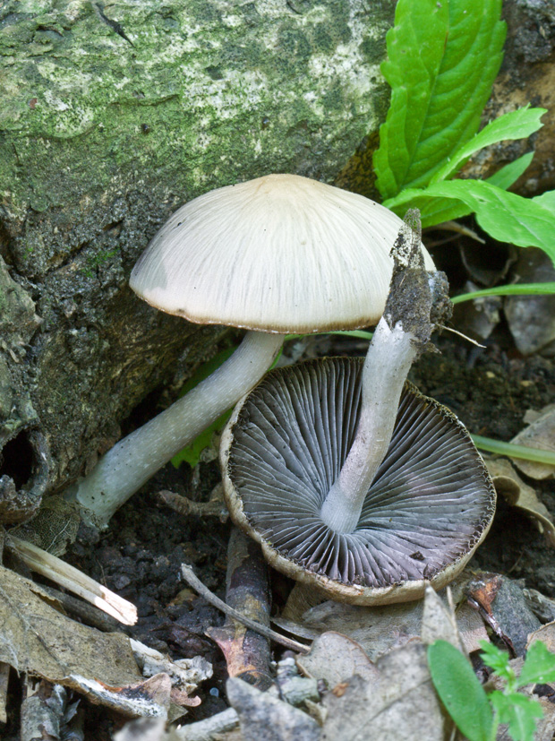 drobuľka Psathyrella sp.