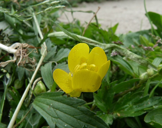 iskerník Ranunculus sp.