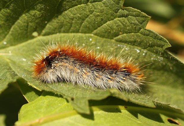 spriadač  purpurový Rhyparia purpurata