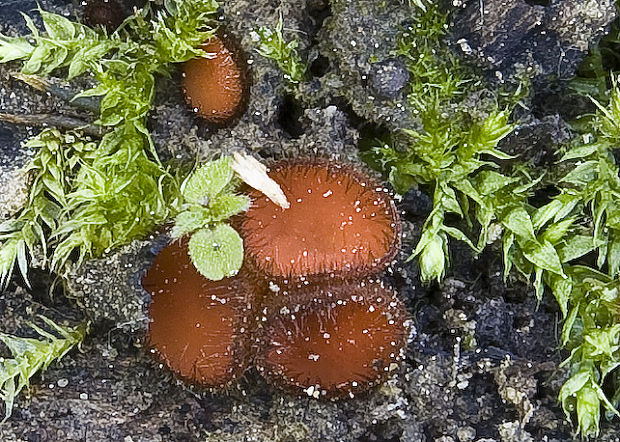 štítovnička Scutellinia sp.