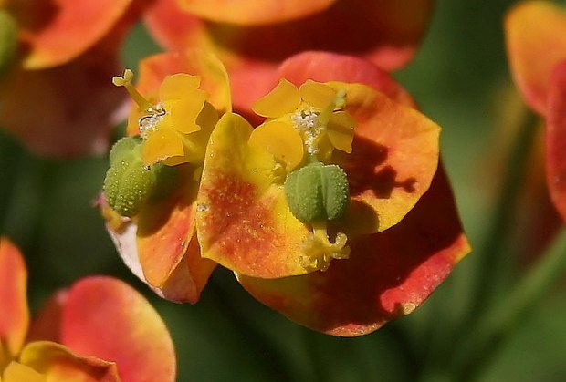 mliečnik chvojkový Tithymalus cyparissias (L.) Scop.