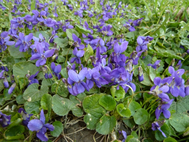 fialka Viola sp.