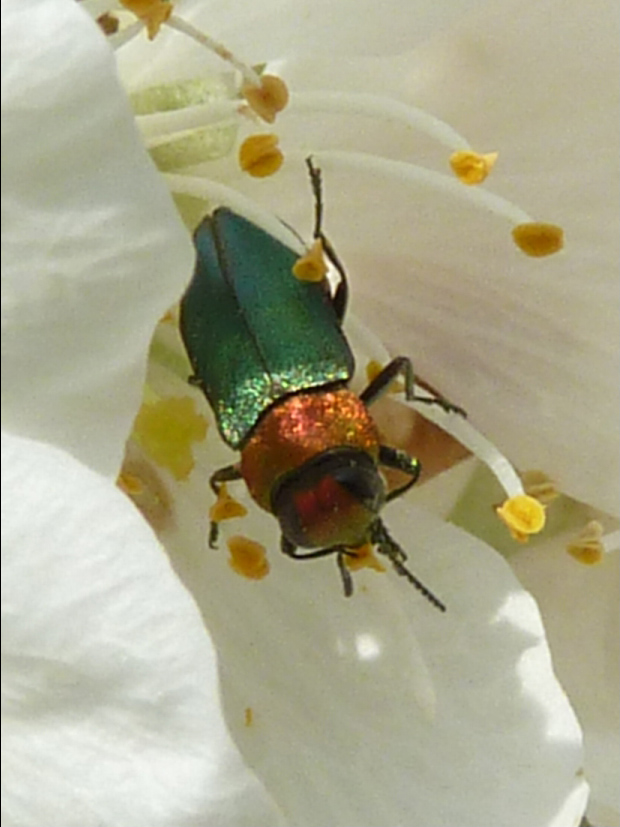 krasoň lesklý Anthaxia nitidula Linnaeus, 1758